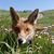 Wolf Schnitzel's profile image
