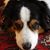 Laddor Holmes's profile image