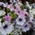 Diane T Auletto's profile image