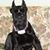 Virginia Vecsey's profile image