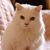 Andrea Burr's profile image