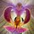 Nicole Barrick's profile image