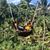 Jayne Melati Hopkins's profile image