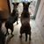 Annette Mary Landi's profile image