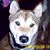 Lois Hawkins's profile image