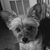 Jackie Dennison Moreno's profile image