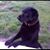 Canine Robinho's profile image