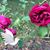 Sue Ellen Tatum-Wright's profile image