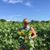 Carolyn Van Gemert's profile image