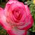 Jasmine Miller's profile image
