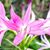 Samantha Moss's profile image