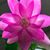 Myra Kelley Cheak's profile image