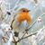 Janine Nini Higdon King's profile image