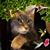 Donna Cover Cullen's profile image