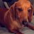 Roxann Mecom's profile image
