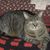 Carol Kleeman's profile image