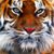 Peggy Tiger Fox's profile image