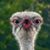 Steve Heimsath's profile image