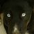Joe Thornton's profile image