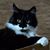 WenWhip Sawyer's profile image