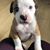 Angelo Michael Grieco's profile image