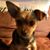 Darlene King's profile image
