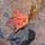 Janet Howard's profile image