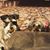 Louisea Raines Dietiker's profile image