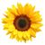 Yvie Somerville's profile image