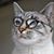 Geno Angelino's profile image
