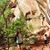 Sarah Elise Purpura's profile image