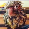 sharron b.'s profile image