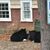 Irene G. Brammertz's profile image