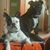 Jill Jecmen's profile image