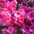 Sara Sparkle Bello's profile image