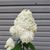 Brenda Rolen Williams's profile image