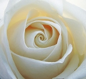 Chmpgnrose's profile image