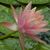 Charlotte Harris Dease's profile image
