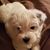 Shawona Profit Nevels's profile image