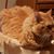 Carol Watters Gresham's profile image