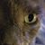 Wendy Whisenhunt's profile image