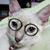 Sharon Mujica Fuentes's profile image