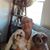 Rhonda Baturoni's profile image