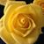 Melissa M Brooks's profile image