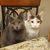 Karen Bursek's profile image