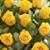 Beth Garey Barone's profile image