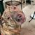 Stacey Toibin's profile image
