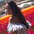 Lilia Berenice's profile image