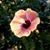 Agnes Paul-spero's profile image