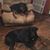 Sheree Bennett's profile image